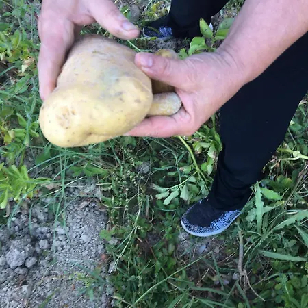 Il Geranio * Piccione